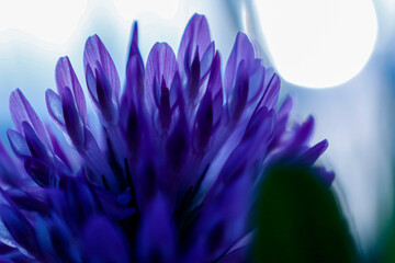 Closeup shot of a Bakuchiol flower on a blurred background