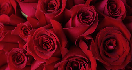 Natural red roses background close up