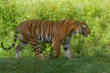 Fototapeta na wymiar Bengal tiger, also known as the Royal Bengal tiger, is a tiger from a specific population of the Panthera tigris tigris subspecies that is native to the Indian subcontinent