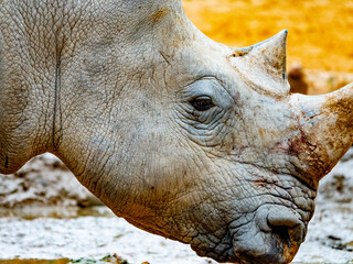 Rhinoceros close up shot . 