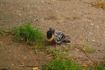 
dove with a bread necklace