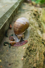 snail on a stone
