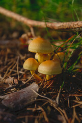 mushrooms in the forest