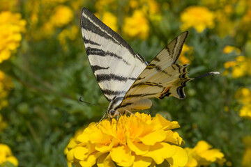 scarce swallowtail butterfly sitting on yellow marigold flower