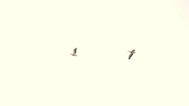 Two pelicans fly on a background of white sky. Pelicans flying in a protected area.