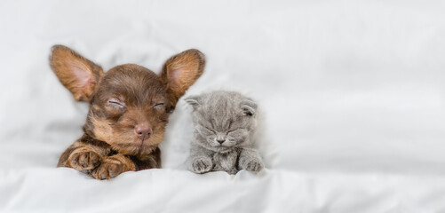 Dachshund puppy and cozy kitten sleep together under a white blanket on a bed at home. Top down view. Empty  space for text