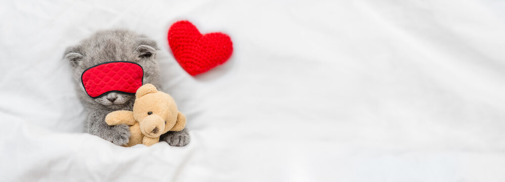 Cozy scottish kitten higs toy bear and sleeps in sleeping mask with red heart under blanket on a bed at home. Top down view. Empty space for text