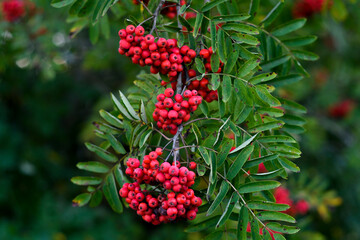 Several bunches of mountain ash on a branch with leaves. Bright green leaves frame the berries. 