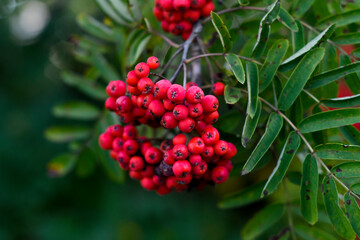 A bunch of rowan berries on a branch with leaves. Bright green leaves frame the berries. 