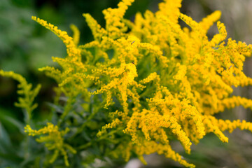 Common goldenrod. Yellow inflorescences of small flowers. Perennial blooming in autumn.