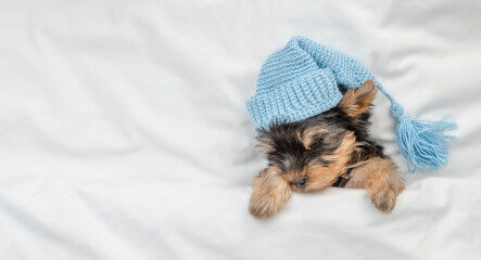 Cute Yorkshire terrier puppy wearing warm blue hat sleeps on his back on a bed under white warm...