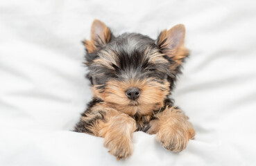 Cozy tiny Yorkshire terrier puppy sleeps on a bed at home. Top down view