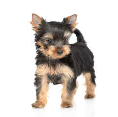Fototapeta na wymiar Portrait of a tiny Yorkshire Terrier puppy stands and looks at camera. Isolated on white background