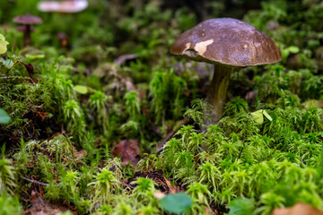 Mushroom in a beautiful forest clearing close-up