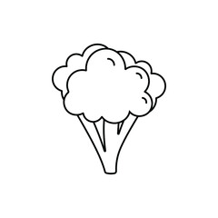 Broccoli cabbage icon. Outline broccoli cabbage