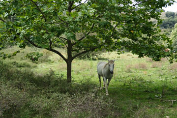 Naklejka na ściany i meble Caballo se sitúa debajo de un árbol mientras pasea por el prado