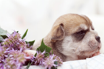 puppy with flower