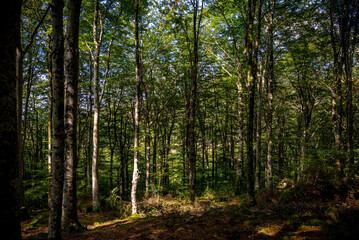 Fototapeta na wymiar Paisaje de bosque verde oscuro.Hermoso bosque con suelo cubierto de musgo y rayos de sol a través de los árboles