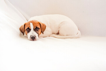 cute puppy jack russell terrier lies on a white sofa, horizontal,
