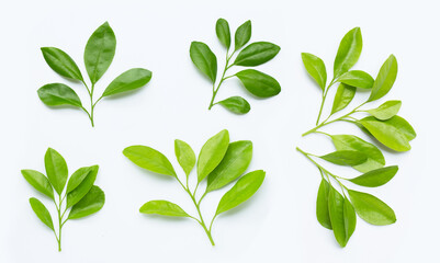 Citrus leaves on  white background. © Bowonpat