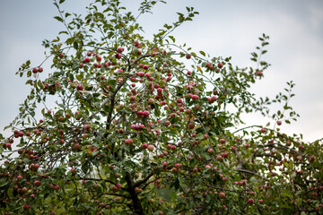 Fototapeta na wymiar ripe red apples on apple trees in the garden