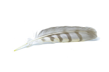 A feather from a bird on a white background