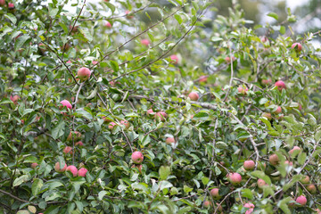 ripe red apples on apple trees in the garden