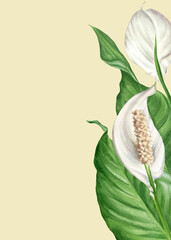 Tropical background with hand-painted watercolor spathiphyllum leaves and flowers. Template with a place for text with a peace lily