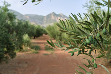 Detail of the branch of an olive tree with green olives, Mediterranean plantations, jaen, spain