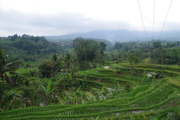 インドネシア　バリ島　世界遺産ジャティルウィのライステラス