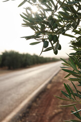 Detail of the branch of an olive tree with green olives, with the sun entering between the...