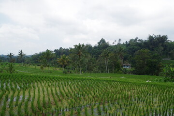 Fototapeta na wymiar インドネシア　バリ島　世界遺産ジャティルウィのライステラス