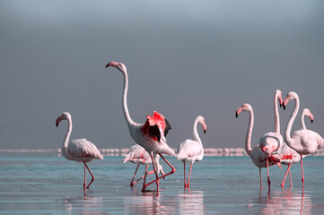 Close up of beautiful African flamingos that are standing in still water with reflection.