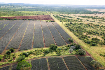 Pineapple crops on the edge of natural Zululand bushveld