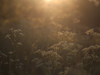Fototapeta na wymiar White flowers and herbs in sunset lighting