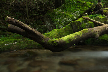 苔が生えた流木と川の流れ