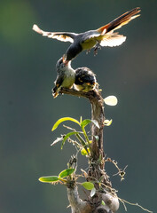 Beautiful Bird (Mantenan) feeding their chick with hovering style with bokeh background