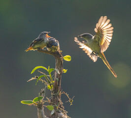 Beautiful Bird (Mantenan) feeding their chick with hovering style with bokeh background