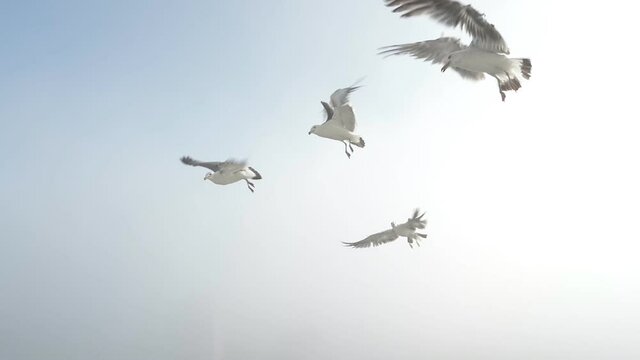 Seagulls catch pieces of meat in the air. Slow motion.