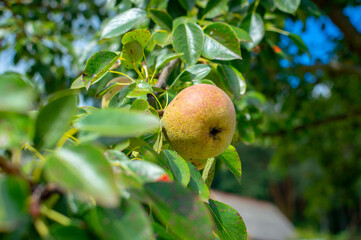 On a branch, among the foliage, one lonely green pear hangs and ripens
