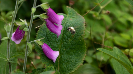 The Ladys glove and the bumblebee 
Der Damenhandschuh (roter Fingerhut) und die Hummel 
(side view / seitenansicht) 