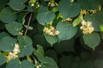 Bees collect pollen from the flowers of the linden tree during flowering in spring.