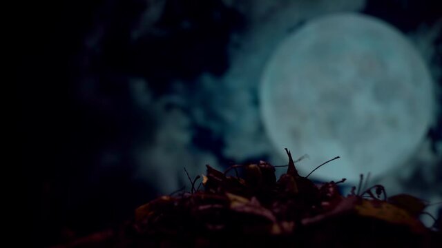 Zombie hand coming out of the ground