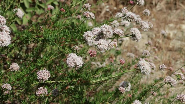 White blooming terminal determinate cymose head inflorescences of California Buckwheat, Eriogonum Fasciculatum, Polygonaceae, native in Red Rock Canyon MRCA Park, Santa Monica Mountains, Springtime.