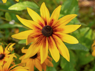 Yellow Rudbeckia coneflower in a sunny garden