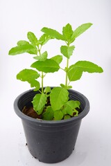 Basil green leaves growing in pot on natural light background