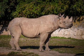 Fototapeta premium two-horned rhino in nature park