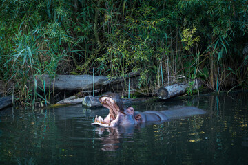 hippopotamus in water in zoo park