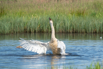 Dancing swan with flapping wings on blue lake water in sunny day. Water splashes fly around. Young swans in the background. Chicks on pond, nature seriesserie