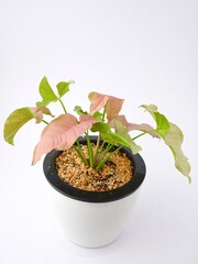 Araceae,Syngonium podophyllum,Syngonium hybrid Pink, on white pot isolated on white background